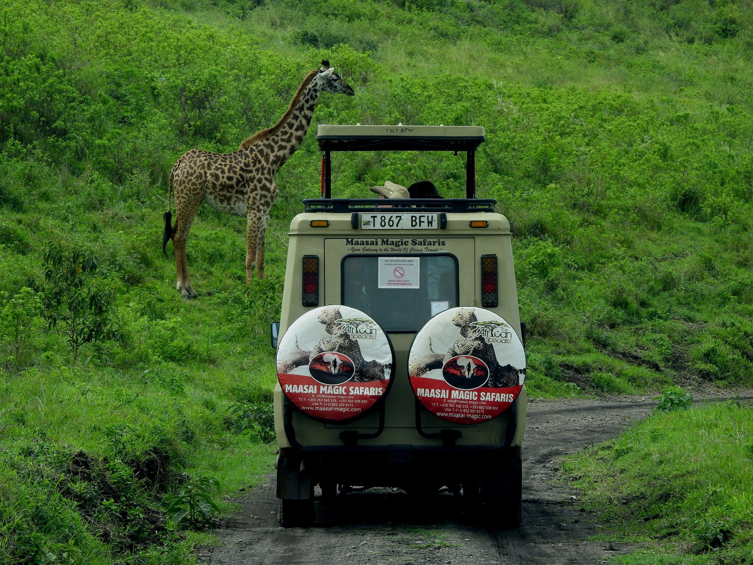 Giraffes en habitat naturel safari Tanzanie