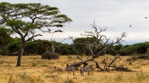 Partir en Tanzanie : combien ça coûte vraiment ?