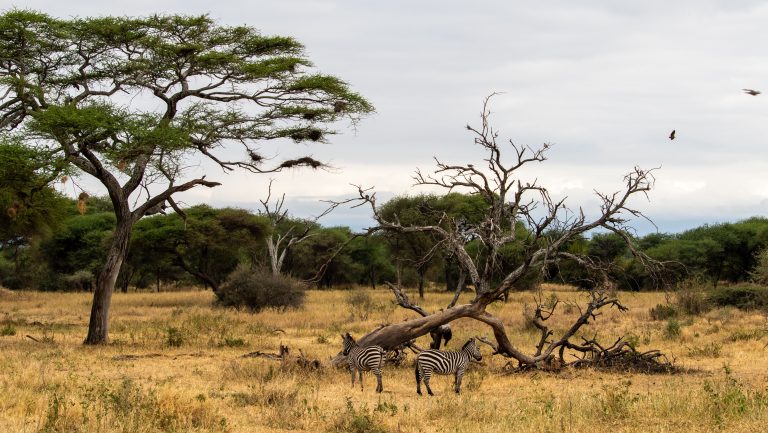 Partir en Tanzanie : combien ça coûte vraiment ?