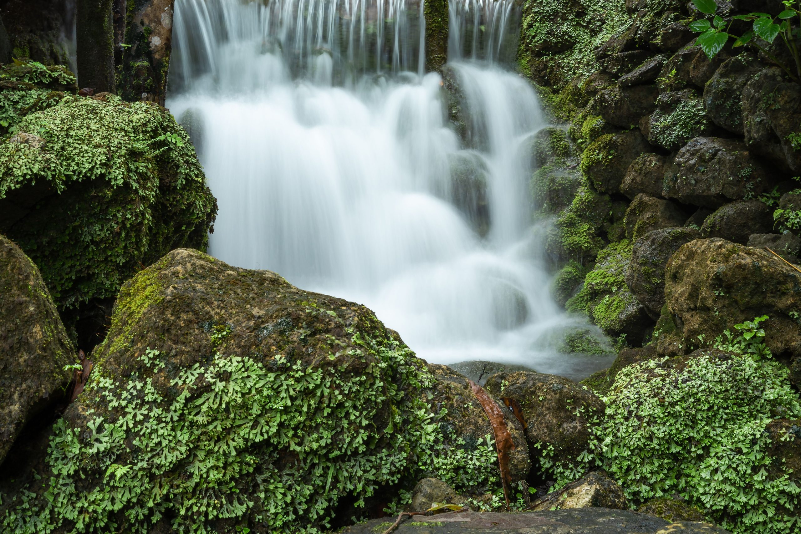 Cascade mousse verte foret paysage naturel