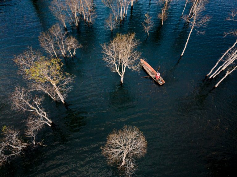 La forêt flottante en Australie existe vraiment ?