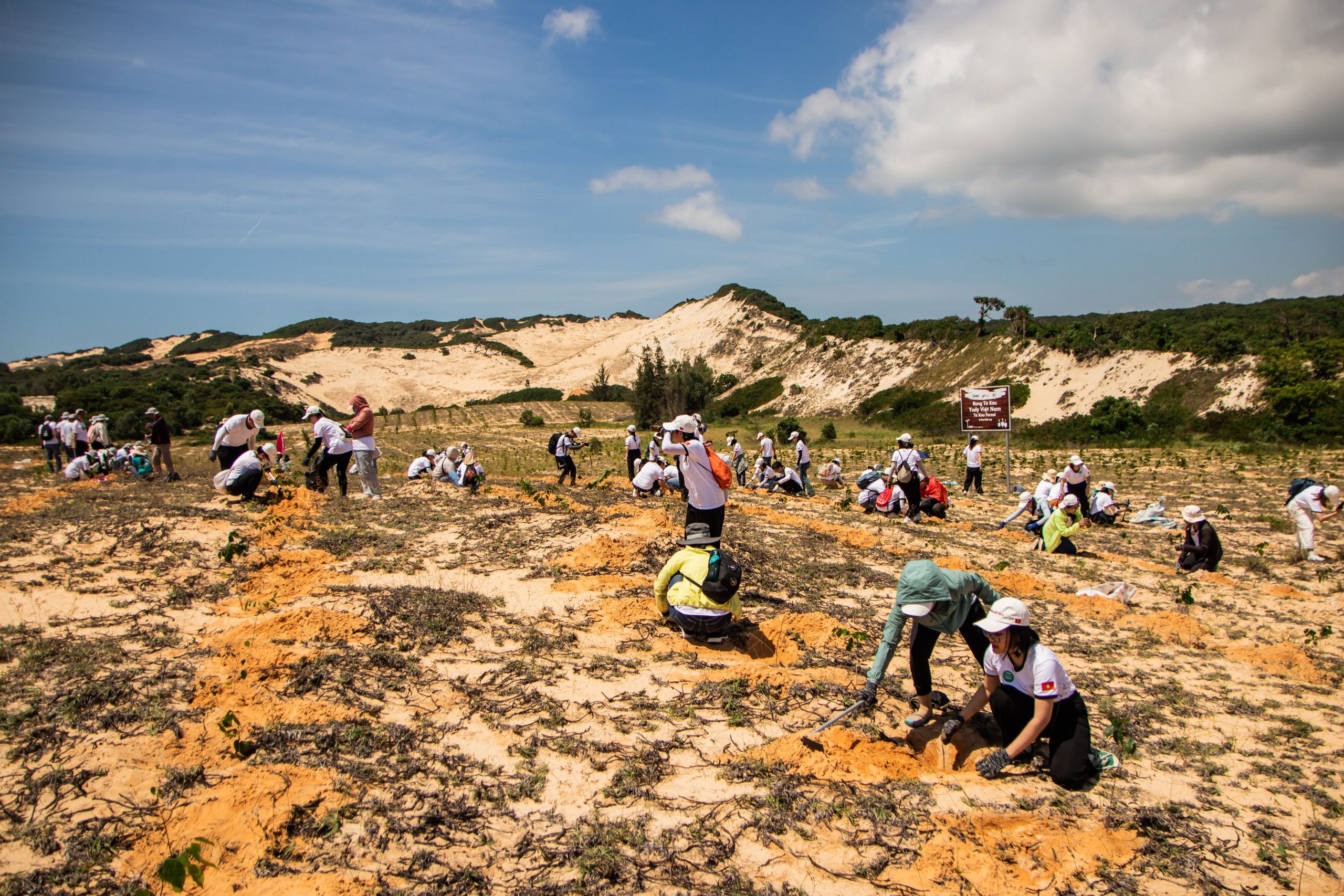 Volontaires plantant arbres dunes desertification